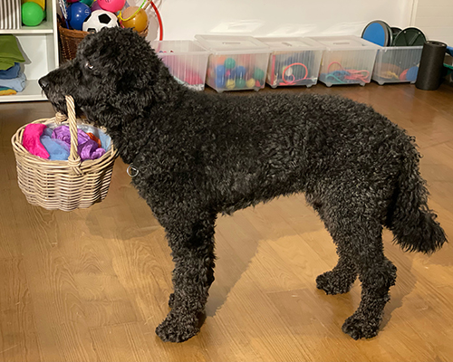 Maro ist ausgebildeter Schul- und Lesehund und assisttiert auf Wunsch beim Lösen von Knöpfen